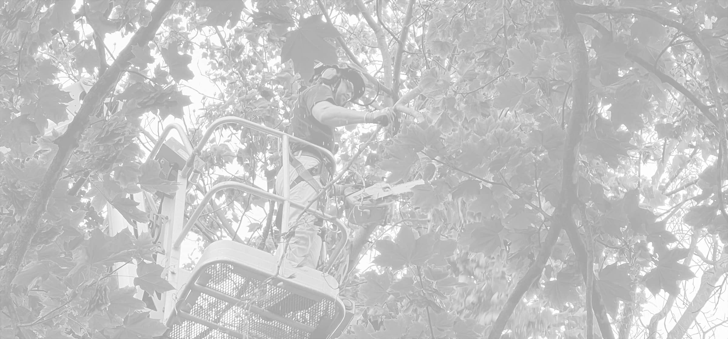 Montgomery Tree Service | Dayton, Ohio