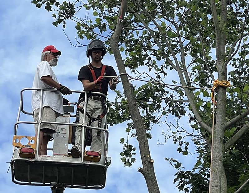 Montgomery Tree Service | Dayton, Ohio