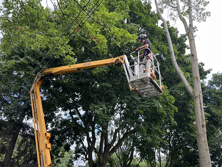 Montgomery Tree Service Tree Trimming | Dayton, Ohio