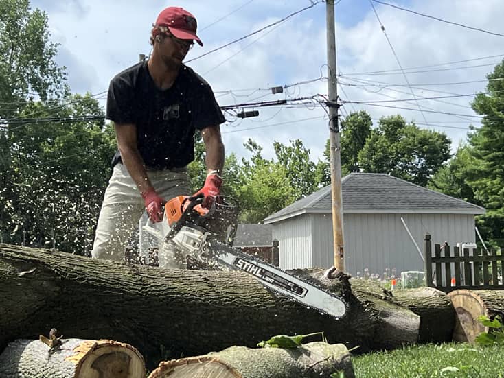 Montgomery Tree Service Tree Removal | Dayton, Ohio