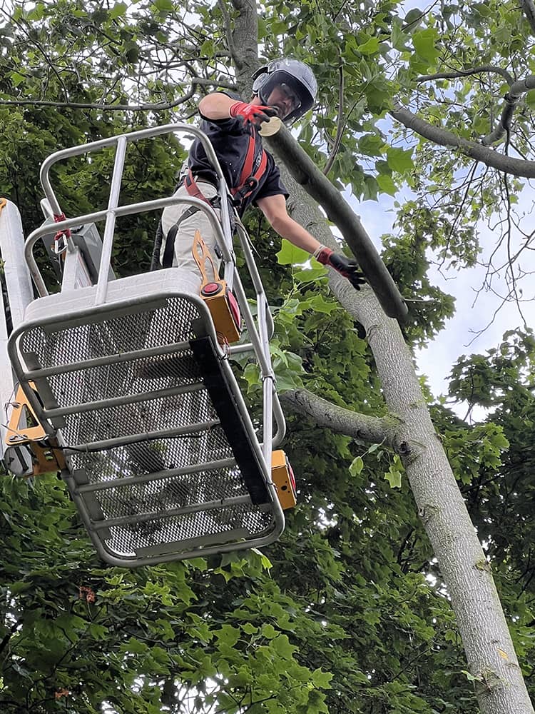 Montgomery Tree Service Tree Removal | Dayton, Ohio