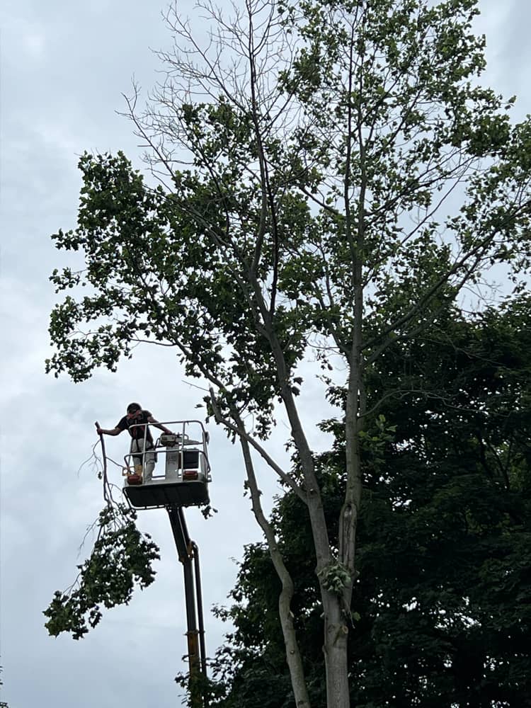 Montgomery Tree Service Tree Trimming | Dayton, Ohio