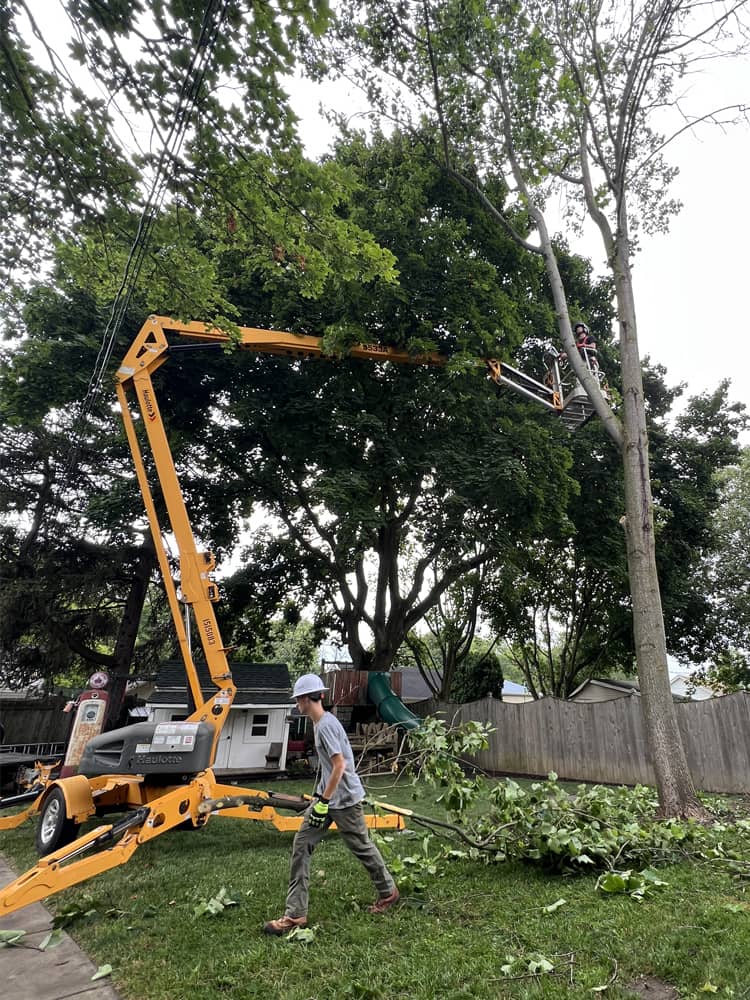 Montgomery Tree Service Tree Trimming | Dayton, Ohio