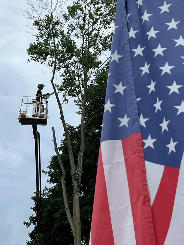 Montgomery Tree Service Tree Trimming | Dayton, Ohio