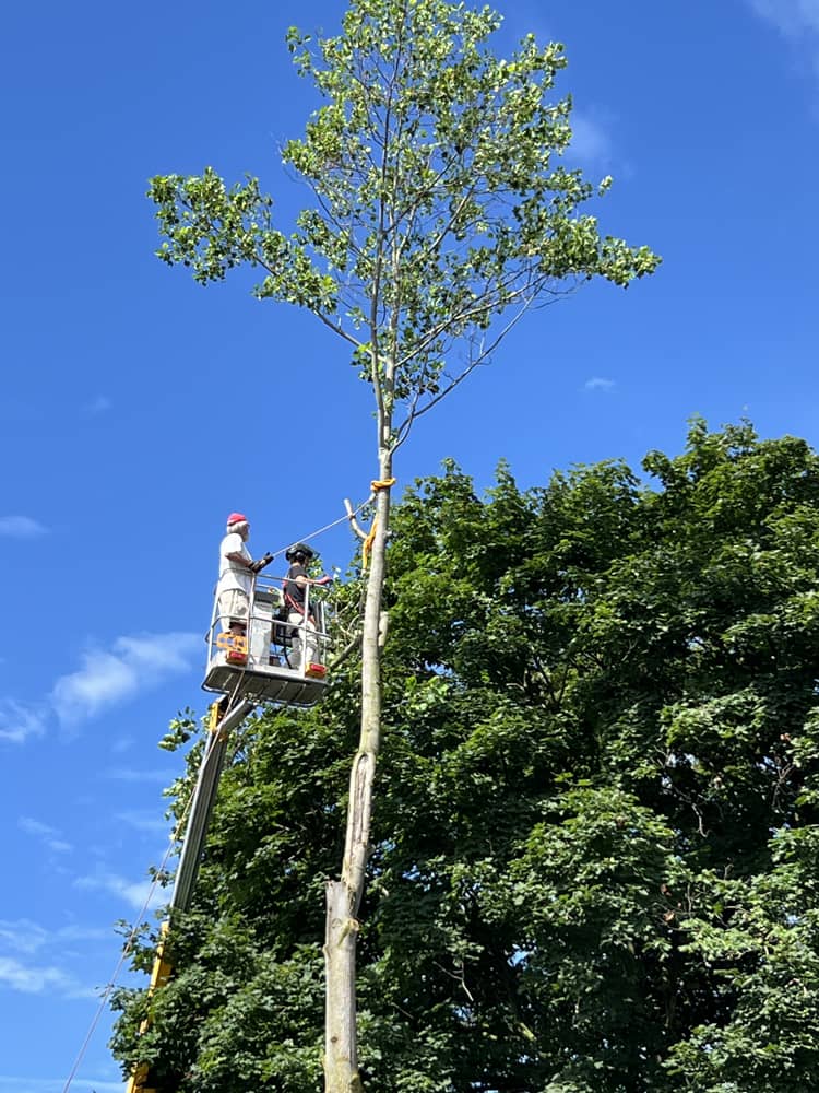 Montgomery Tree Service Tree Removal | Dayton, Ohio
