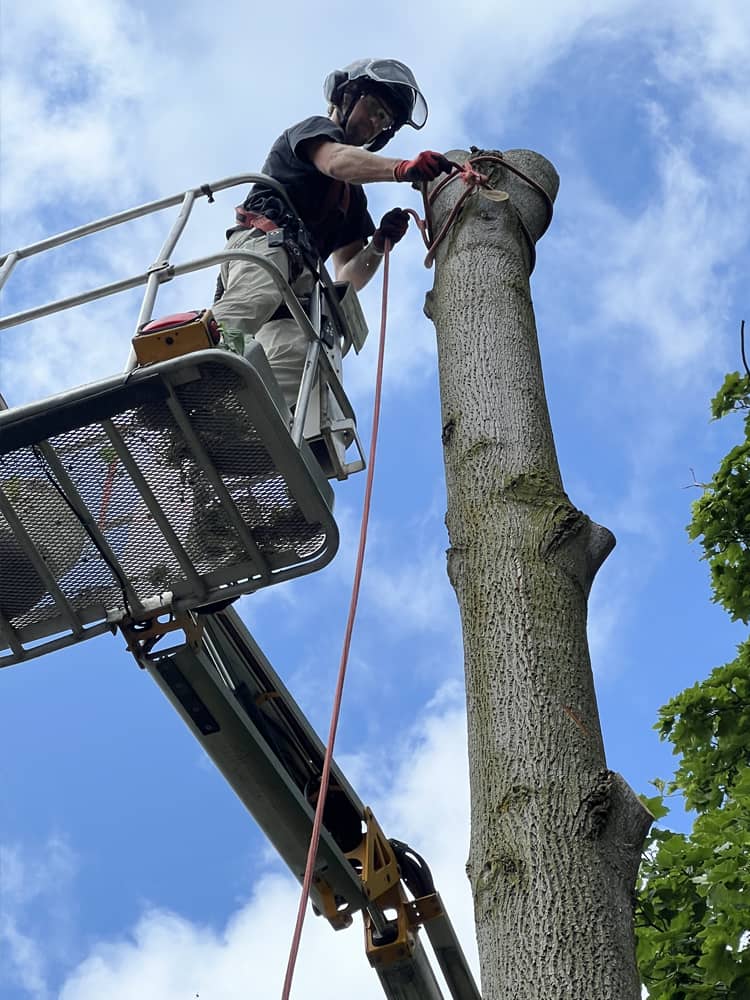 Montgomery Tree Service Tree Removal | Dayton, Ohio